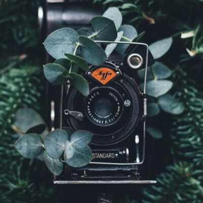 A vintage film camera nestled in foliage